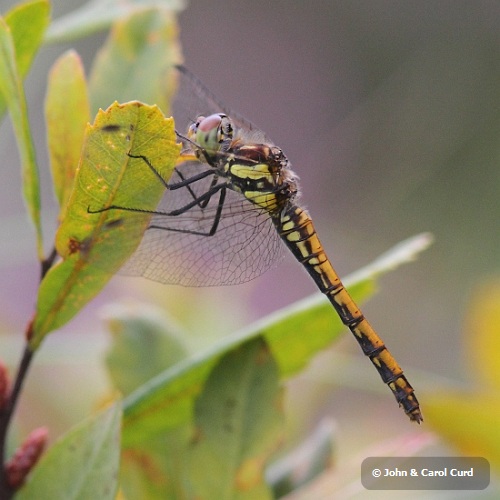J01_0143 Highland Darter.JPG